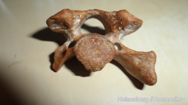 неоген, Monachopsis pontica
