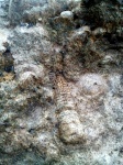 Actinocerida
