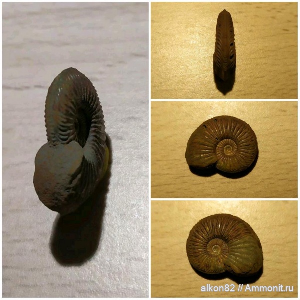 аммониты, моллюски, юра, оксфорд, головоногие моллюски, Марково, Amoeboceras, верхний оксфорд, Ammonites, Oxfordian, Upper Oxfordian, Jurassic