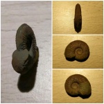 Пиритизированный аммонит Amoeboceras alternoides