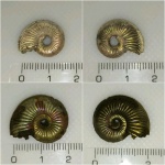 Amoeboceras alternoides