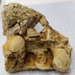 Макси и мини (Euomphalus marginatus)