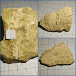 На безъёжье и иголки ёж (обломки игл морского ежа Archaeocidaris mosquensis)