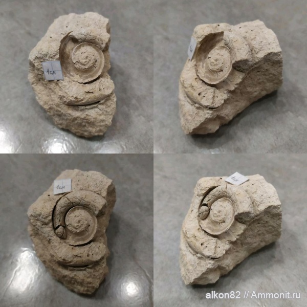 моллюски, карбон, Мячково, Euomphalus marginatus, московский ярус