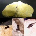 Наш первый зуб из Русавкино (Glikmanius sp.)