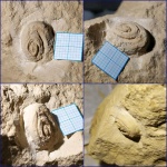 гастропода из Русавкино на определение (Omphalotrochus sp?)