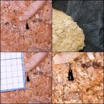 Микро зуб рыбы из Гжели (Palaeonisciformes  sp.)