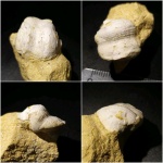 Белоснежная продуктида Muirwoodia pseudoartiensis (Stuckenberg, 1905)