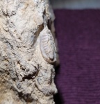 Часть пигидия крупного Ditomopyge mosquensis