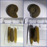 Каменный  Amoeboceras sp.