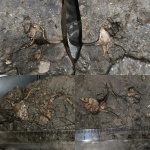 Скопление Dicroloma cochleata