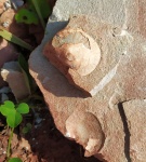 Orthotetes radiata Fischer, 1850 в зелёном песчанике