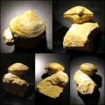 Cleiothyridina gjeliensis (Целая брахиопода попалась)