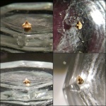 Cederstroemia sp. из Варавино Cederstroemia sp. из Варавино