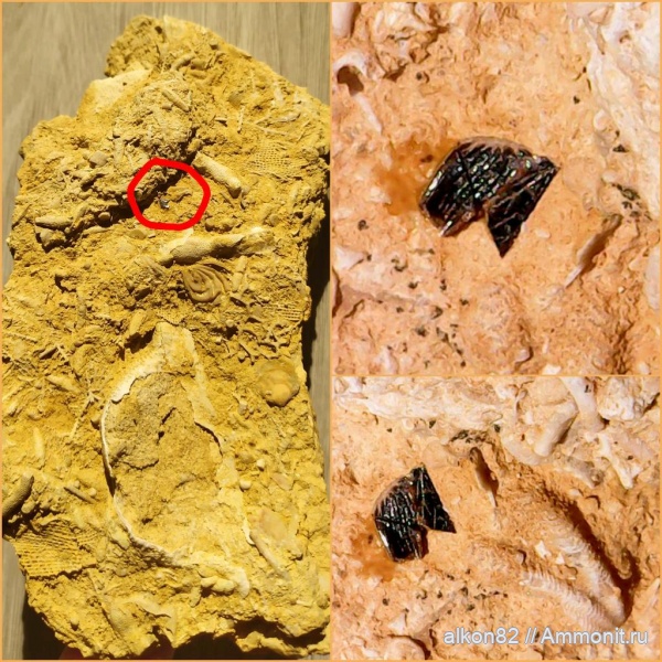 карбон, Гжель, рыбы, чешуя, Palaeonisciformes, чешуя рыб, палеониски