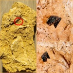 Чешуйка рыбы Palaeonisciformes