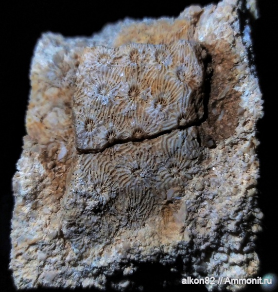 карбон, кораллы, Домодедово, Arachnastraea, Arachnastraea molli