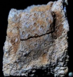 Arachnastraea sp.