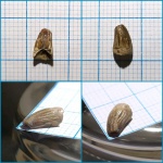 Малыш Leptocleidia