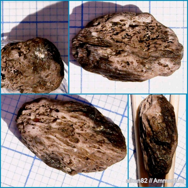 мел, водные рептилии, сеноман, кости, Варавино, Plesiosauria