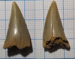 Коронка от крупного зуба Cretoxyrhina?