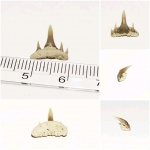 Зуб Paraorthacodus, наш ответ Шацку)