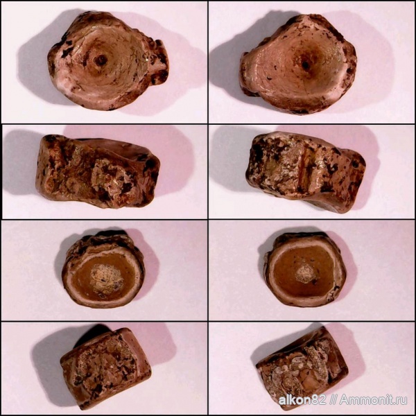 мел, рыбы, меловой период, сеноман, позвонки, Варавино, костистые рыбы, fish