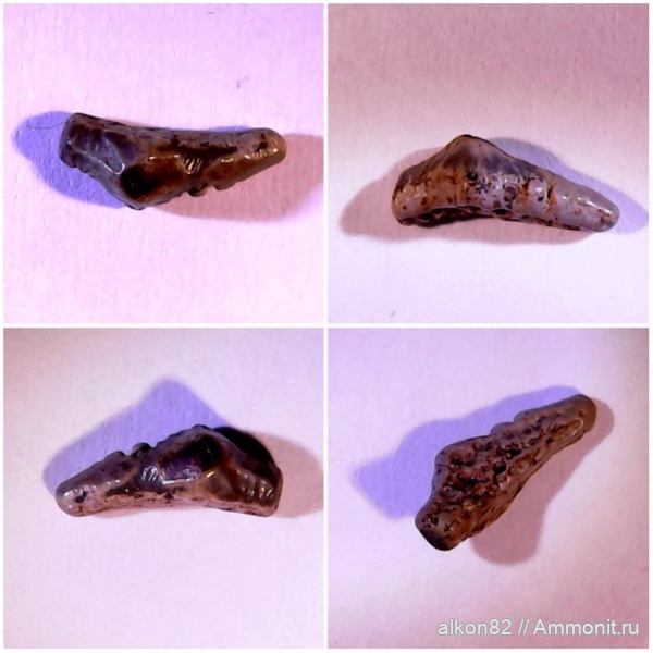 зубы, акулы, сеноман, Polyacrodus, Варавино, Cenomanian, teeth, sharks