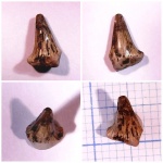 Гибодонт Meristodonoides