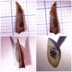 Зуб рыбы Enchodus  sp.