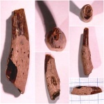 Зуб Anhanguera sp.