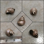 Перламутровая гастропода из Филей (Eucyclus sp.)