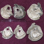 ресторанный деликатес из Пирочей  (Устрица Isognomon sp.)