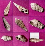 гастроподы Procerithium russiense из Пирочей
