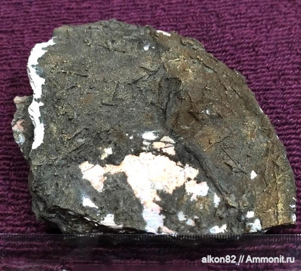 серпулы, Serpula, Serpulidae, Propomatoceros