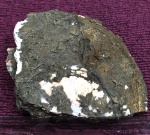 Propomatoceros sp. ?