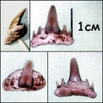 Второй целый Paraorthacodus