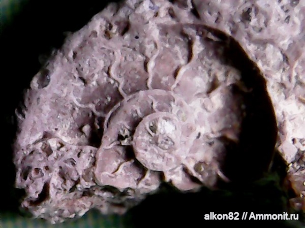 аммониты, мел, сеноман, Ammonites, Варавино
