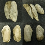 Створки Grammatodon sp.
