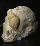 Большой Soleniscus ampullaceus (Fisch.)