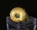Craspedites fragilis