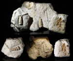 Ядра Palaeostylus sp. "Три сестрицы под окном... "