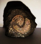 Отпечаток Amoeboceras serratum