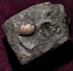 Grammatodon pictum на породе