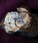 Отпечаток макроконха Amoeboceras serratum 11 см