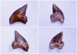 Palaeoanacorax sp.