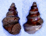 Dicroloma