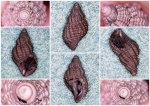 Maturifusus conspiquus (Eichwald, 1868)