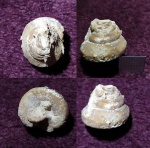 Гжельская пирамидка Omphalotrochus kalitvaensis
