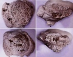 Thamnasteria sp.